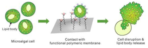 미세조류 세포가 고분자 코팅 표면과 접촉하여 파쇄되는 작용의 도식화 그림