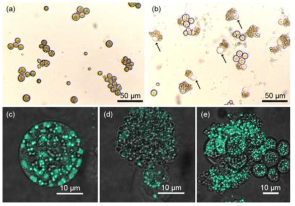pDMAMS 멤브레인과 0 시간 (a, c), 9시간 (d), 24시간 (b, e) 접촉하고 난 후의 세포의 광학 현미경 (a, b) 및 confocal 현미경 (c, d, e) 사진. (b) 에서는 터진 세포를 화살표로 표시하였다. Confocal 현미경 사진에서의 초록빛은 BODIPY 로 염색된 lipid body 이다