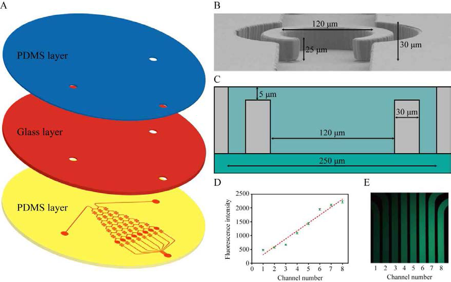 Illustration of the Integrated Microfluidic Device for High-Throughput Screening of Microalgal Cell Culture Conditions Inducing High Growth Rate and Lipid Contents (A) Schematics of the integrated microfluidic device. PDMS layer contains microchannels and growth chambers for microalgal culture condition screening. (B) An SEM image of the single C-shape growth chamber unit. (C) Cross-sectional view of the growth chamber. (D) Concentration gradient profile of FAM dye at the outlet of microfluidic device. (E) FAM dye concentration gradient profile image