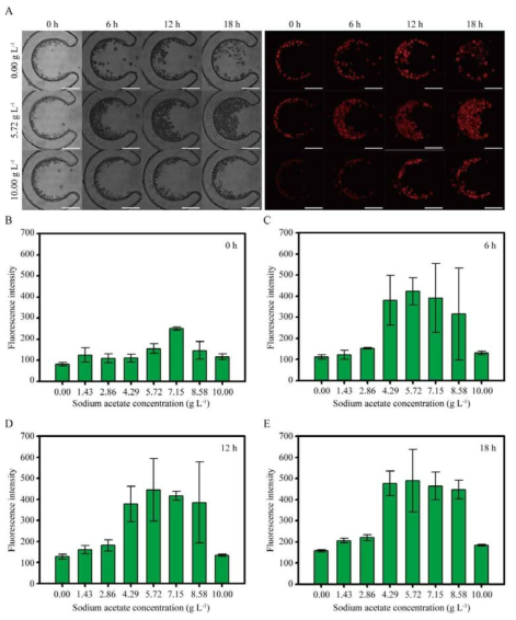 Growth Analysis of C. reinhardtii on the Microfluidic Device (A) Transmission images of C. reinhardtii and fluorescence images of in vivo chlorophyll of C. reinhardtii at 0.00, 5.72, and 10.00 g L-1 of sodium acetate concentration in the course of 18 h (600x magnification and 50 μm scale bar). Fluorescence intensity profile of in vivo chlorophyll in C. reinhardtii cultured at various sodium acetate concentrations as an organic carbon source for (B) 0 h, (C) 6 h, (D) 12 h, and (E) 18 h