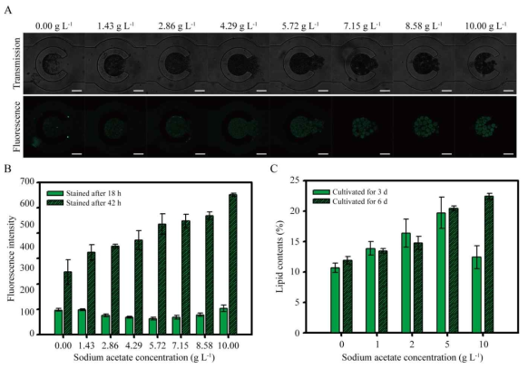 Lipid Analysis of C. reinhardtii on the Microfluidic Device (A) Transmission images of C. reinhardtii cultured for 42 h and fluorescence images in C. reinhardtii stained with BODIPY for neutral lipid detection after 42 h cultivation (400x magnification and 50 μm scale bar). (B) Fluorescence intensity of BODIPY stained C. reinhardtii cultured at various sodium acetate concentrations on microfluidic device. BODIPY staining was performed after 18 h and 42 h cultivation time, respectively. (C) Lipid contents of C. reinhardtii cultured at various sodium acetate concentrations in the flask-scale. Microalgal cells were harvested after 3 d and 6 d cultivation time, respectively. Lipid contents were analyzed by gas chromatography