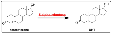 5α-reductase의 작용기전