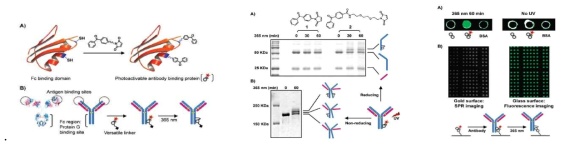 Photoactivable antibody protein G를 이용한 항체 수식 및 고정화