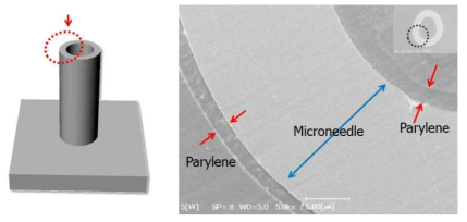 기능성파릴렌 박막이 코팅된 마이크로니들 입구(top-view) (SEM이미지.마SEM이미지는 마이크로니들을 레진에 고정한 후, 마이크로니들의 측면을 폴리싱하고 금박막을 2 μm의 두께로 스퍼터한 후 관찰함)