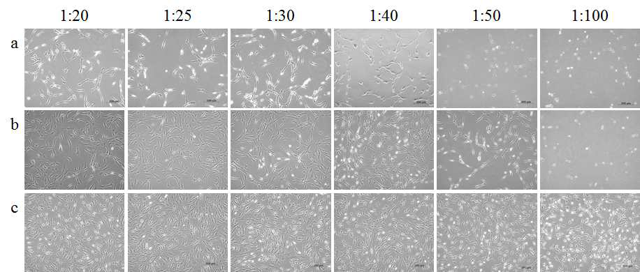 Weight ratio에 따른 세포 독성 관찰; a. C32-103, b. C32-117, c. C32-122. scale bar = 200 μm