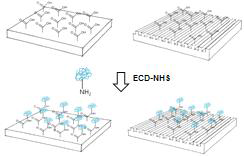 Extracellular matrix protein과 지지체의 공유결함