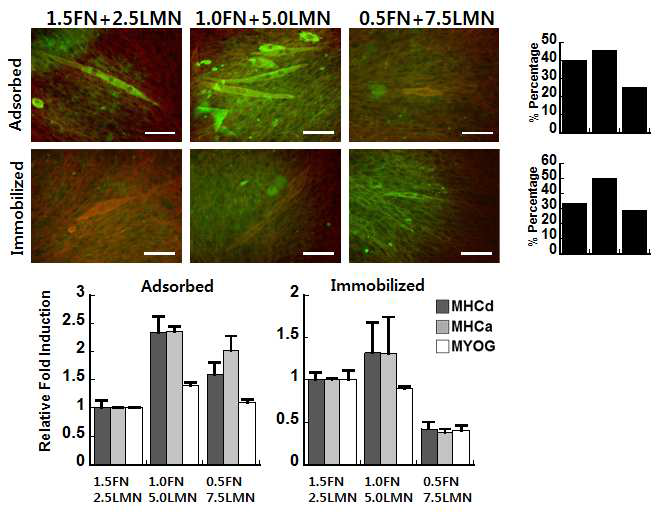 fibronectin과 laminin비율에 따른 근육분화