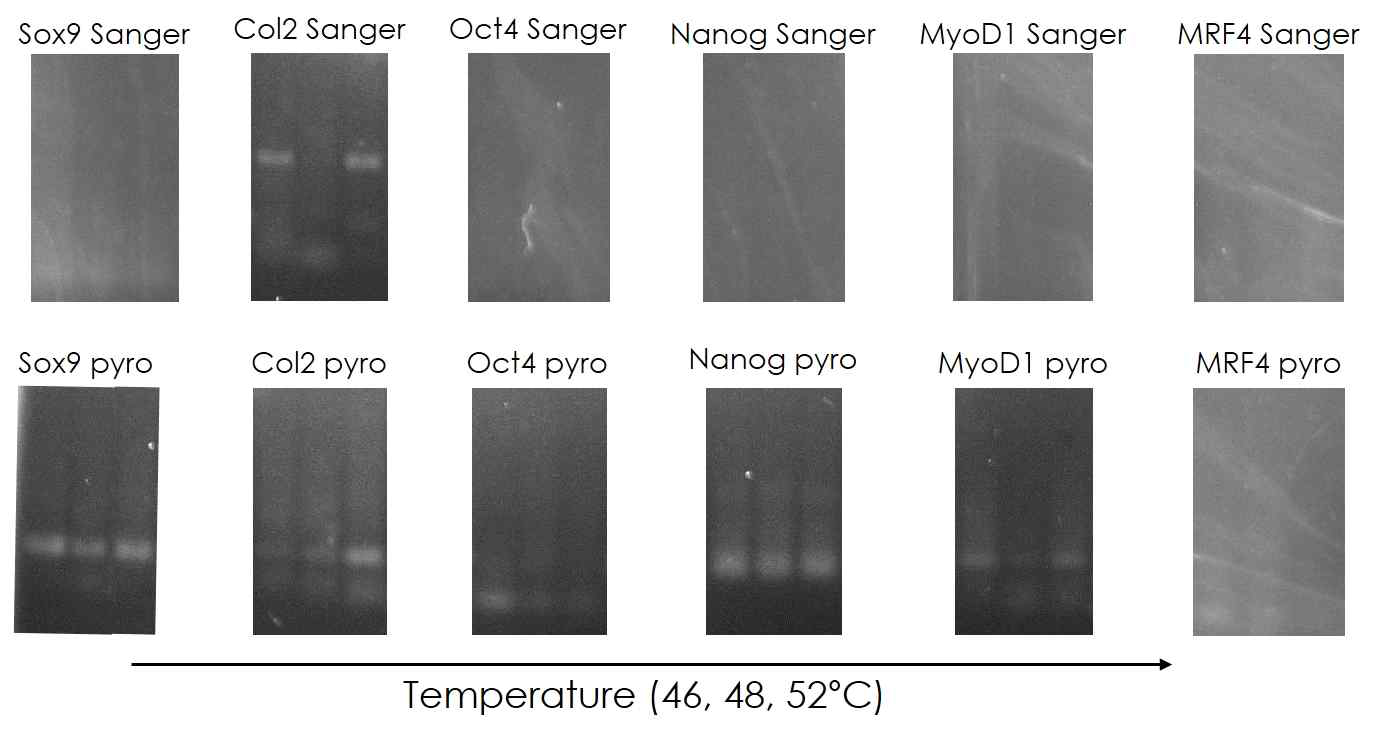 Methylation primer 유효성 확인