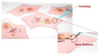 Nanoinjector 시스템을 이용한 나노 팁 injection에 관한 모식도