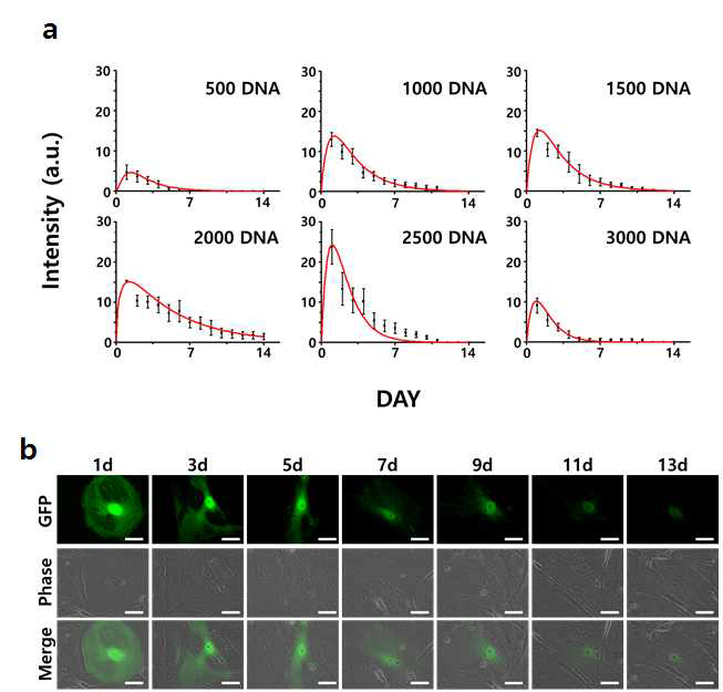 정량적 유전자 전달량에 따른 형광발현 강도와 시간에 따른 지속률 (a), 단일 세포의 시간 변화에 따른 형광 발현 강도 변화 이미지 (b)
