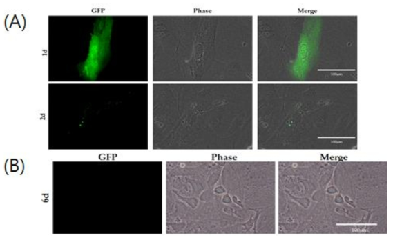 형광 발현한 세포의 추적 및 형태 변화 관찰. (A)유전자 주입후 형광을 발현한 세포의 추적. (B)형태 변화한 세포에서 형광 유전자 발현 유무를 확인