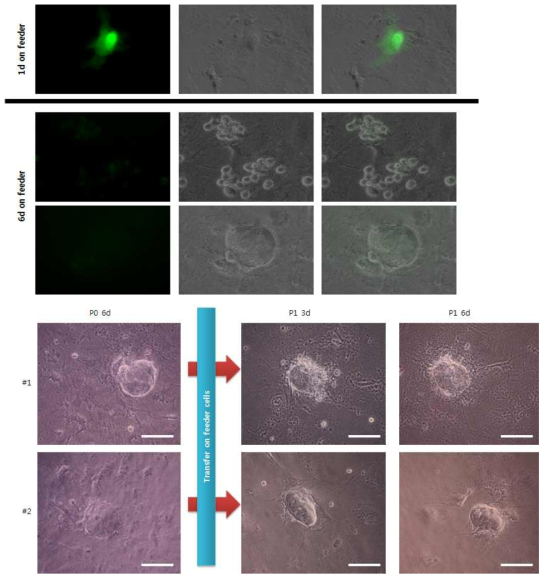 지지세포 위에서 유전자 주입된 세포의 유전자 발현과 형태 변화를 추적