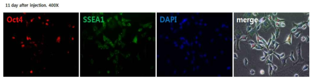형태가 변화하고 Oct4와 SSEA1을 발현하는 역분화 진행중인 중간단계(intermediate state)인 부분적 역분화 세포를 확인