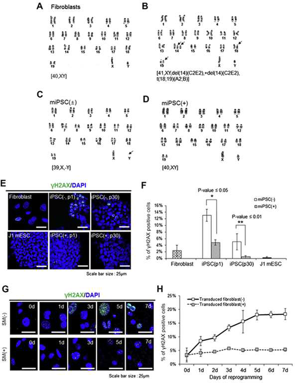 역분화 줄기세포의 안정성 분석. (A-D)다양한 배양 조건의 역분화 줄기세포에서 장기배양시 염색체 돌연변이 유무를 확인. (E-H)DNA 손상 마커 유전자 γH2AX의 발현을 확인하여 역분화 줄기세포에서 DNA 수준의 안정성을 확인