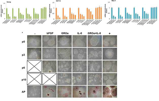 선별된 시토카인인 GROα 와 IL-8의 recombinant protein을 기본 배지에 넣고 인간 전능성 줄기세포를 배양