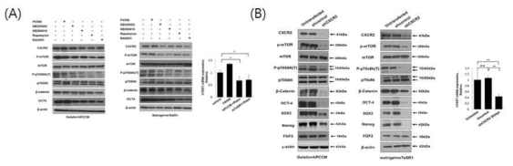 CXCR2 와 mTOR 를 억제하였을 때 signaling molecules들의 활성의 저하를 확인. (A) CXCR2 와 mTOR의 inhibitor를 처리. (B) CXCR2 와 mTOR 의 shRNA로 억제