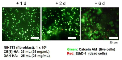 HA-CB[6]/DAH 하이드로젤 내에서의 Cell viability