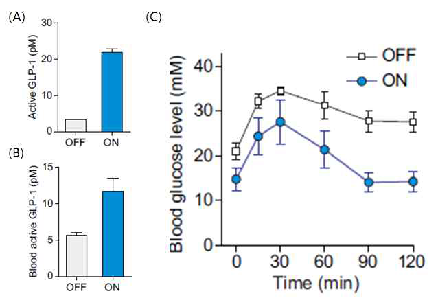 Optogenetics의 in vivo에의 이용 (A) GLP-1이 발현되는 빛 감응성 유전자가 도입된 세포가 하이드로젤 내에서 빛의 유무에 따라 발현되는 GLP-1의 농도 변화, (B) 동물에 implant된 후, 2일동안 빛을 쬐어주었을 때 혈중 GLP-1의 농도, (C) 당뇨병모델의 쥐에 적용하였을 때, 혈중 glucose 농도의 변화