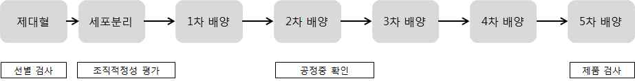 제대혈 유래 MSC 제조공정