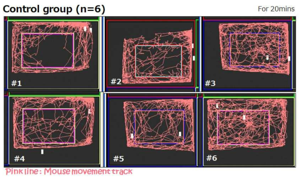 뇌경색 유도 마우스 모델을 사용하여 실시한 행동학적 검사. 핑크색 라인이 마우스가 30분간 이동한 거리를 나타냄