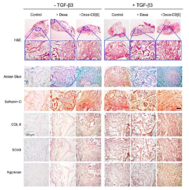 TGF-β3, Dexa와 Dexa-CB[6] 유도체를 통한 CB[6]-DAH 하이드로젤에 담지된 중간엽 줄기세포의 연골 분화유도 조직염색 분석