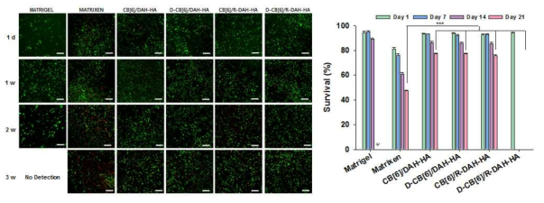 Matrigel 및 Matrixen과 RA-HA 유도체(R-HA)와 Dexa-CB[6] 유도체(D-CB[6])가 도입된 CB[6]-DAH 하이드로젤의 중간엽 줄기세포의 생존율 비교 (Calcein-AM/Ethidium homodimer를 이용한 Live/dead cell분석)