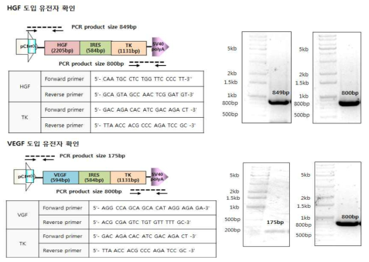 도입유전자 확인 시험법 개발