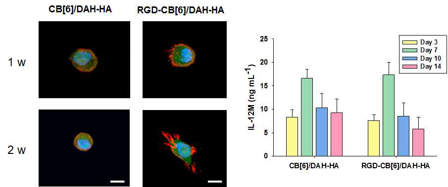 하이드로젤에 RGD를 도입하였을 때 치료단백질(IL-12M)의 발현이 어떻게 변화하는지 측정함