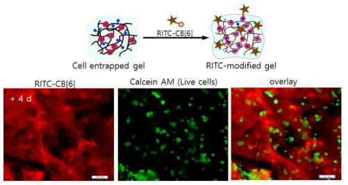 RITC와 Calcein AM을 이용한 세포와 하이드로젤의 세포적합성 평가