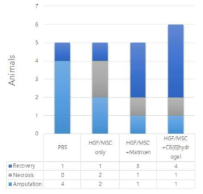 하지허혈질환 모델에서 하이드로젤의 유무에 따라서 혈류회복으로 하지의 괴사와 절단정도를 평가함