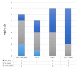 하지허혈질환 모델에서 두가지 혈관형성인자 VEGF와 hHGF에 따라서 혈류회복으로 하지의 괴사와 절단정도를 평가