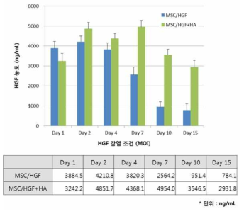 HA hydrogel 충진 MSC/HGF 융합 치료제 시간 경과 별 발현 지속성 확인