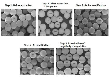 BNP 검출용 입자의 합성 단계 별 SEM 이미지