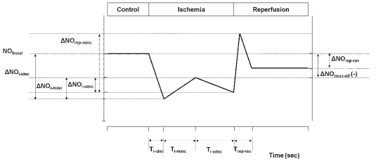 심근허혈-재관류시 NO 변화량 분석을 위한 파라미터