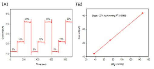 친유성 투과막을 도입한 전극에서 O2에 대한 (A) 감응곡선 및 (B) 검정곡선