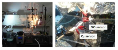 자체 제작된 isolated heart perfusion system (좌) 및 심근에 삽입된 NO/O2 센서