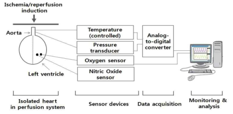 Isolated heart perfusion system을 이용한 심근허혈-재관류시 실시간 생체변수 모니터링 시스템 개략도