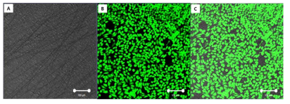 Control 나노섬유의 세포부착, 세포성장 대한 평가 (A) 광학 이미지, (B) 형광 이미지, (C) 병합 이미지