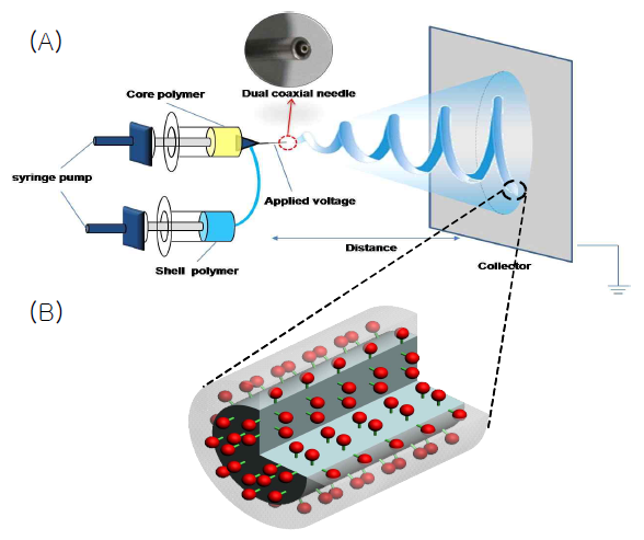 (A) 코어-쉘 나노섬유를 제작하기위한 동축 전기 방사 시스템, (B) 코어-쉘 나노섬유의 모식도