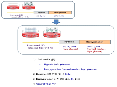 개선된 저산소화/재산소화 in vitro 모델 정립