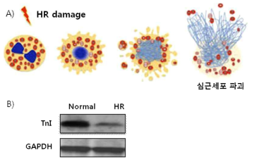 (A) 저산소화/재산소화 손상에 따른 심근세포의 파괴, (B) 저산소화/재산소화 비처리군과 처리군의 심근 특이마커 TnI의 단백질 발현 양상 비교