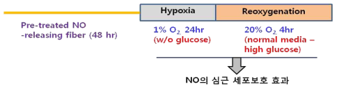 NO 저장/방출 나노섬유에 의한 심근 세포보호 효과 평가의 실험 개략도