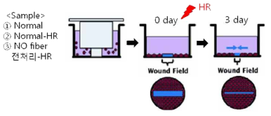 In vitro 상처 모델에서 NO의 상처치유 효과 평가개략도