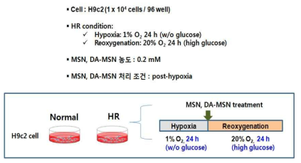 저산소화/재산소화 세포 손상 모델에서 압타머-전달체의 치료 효과 평가 실험 개략도