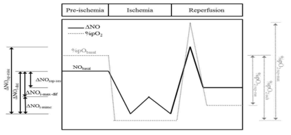 심근내 NO와 pO2 변화량 분석을 위한 파라미터 정의