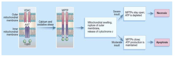 cyclophilin D에 의한 MPTP의 작용기전