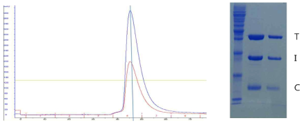 Superdex 200 column과 SDS-PAGE을 이용한 Troponin complex의 형성 확인