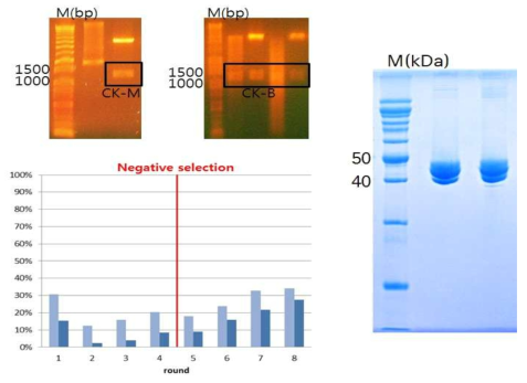CK-MB의 클로닝, 정제 및 SELEX