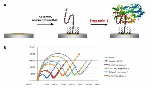 (A) 전기화학적인 방법을 이용한 단백질의 검출 scheme, (B) Troponin I 농도에 따른 impedance 측정