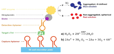 Enzyme-linked Aptamer Assay 시스템 모식도